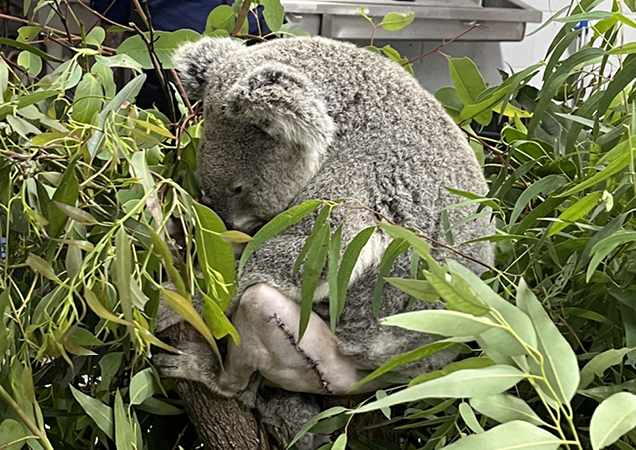 Koala Juniper recovering.